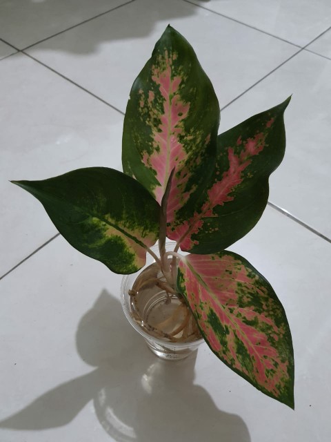 Aglonema Super Kocin Pink Import