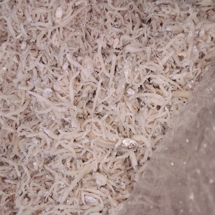 

Teri nasi 250 gram