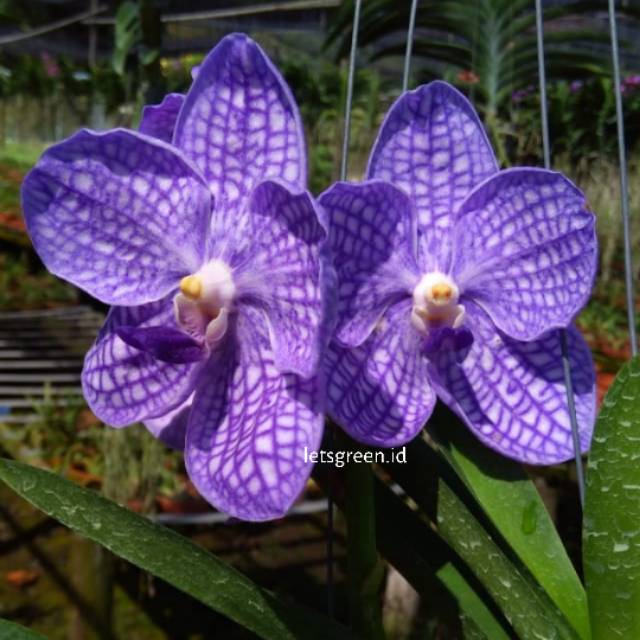 Anggrek Vanda Jumbo Blue
