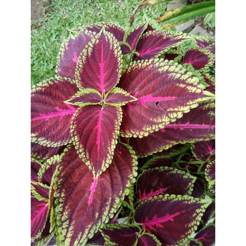 miana  merah garis kuning