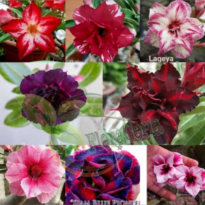 

Paket 8 Bibit Bunga Adenium Tumpuk - Kamboja Jepang