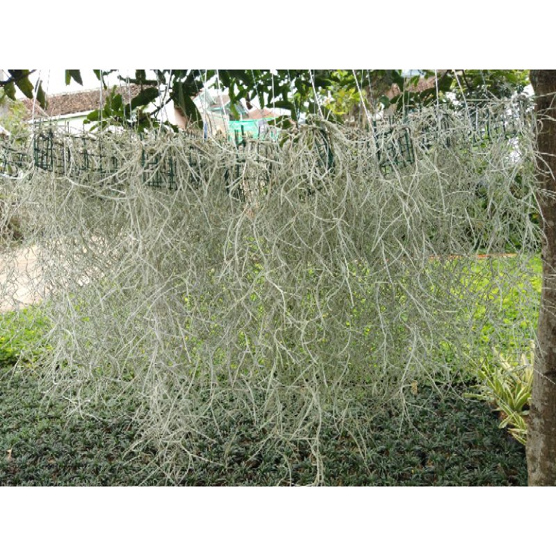 Jenggot dewa / jenggot musa