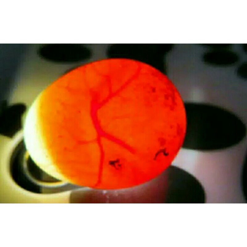 Telur Tetas Ayam Hutan Hijau Jawa