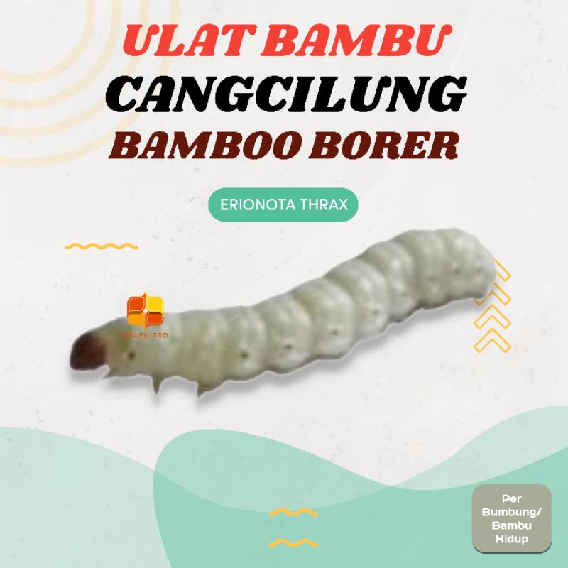 Cangkilung/Cilung/Ulat Bambu umpan pancing dan pakan peliharaan