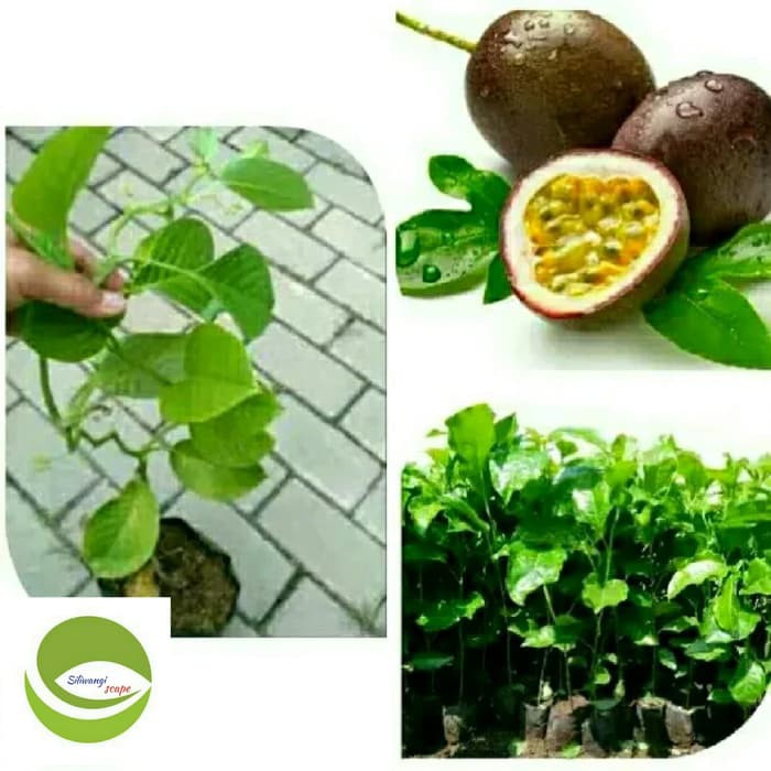 Bibit Buah Markisa Merah Manis/Pohon Buah Markisa Merah