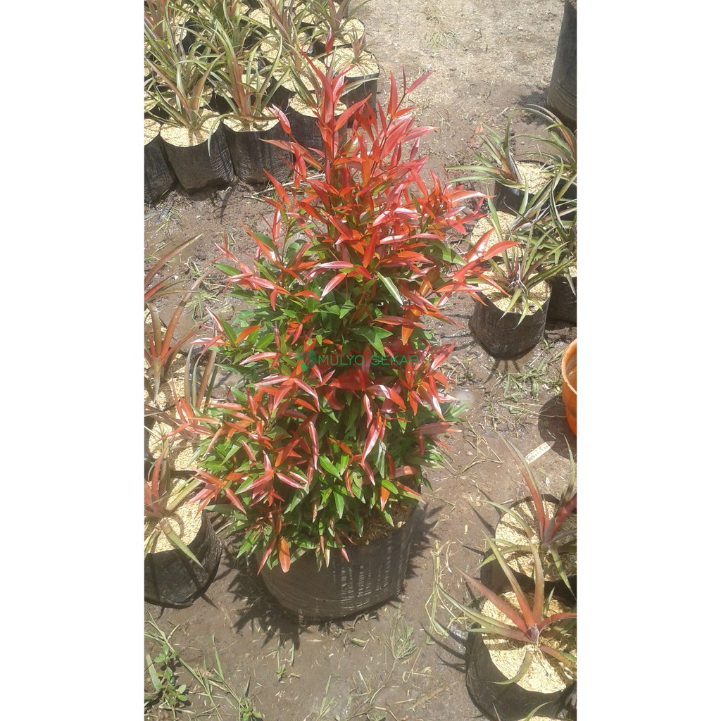 Tanaman pohon Daun Pucuk Merah - Pucuk Merah 20/50 Cm