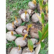 Bibit kelapa orange pendek kelapa hibrida