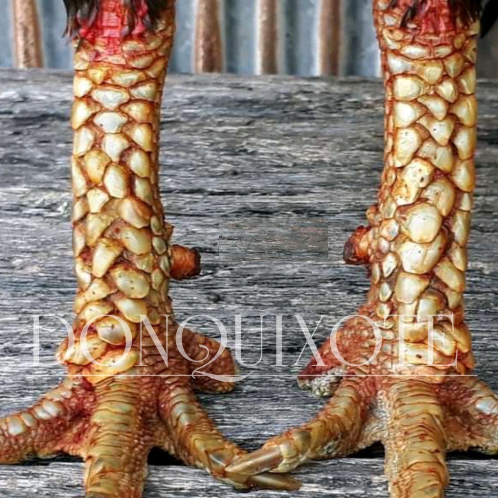 telur ayam bangkok pukul keras ekor lidi asli telur pakhoy ori telor mangon birma pama impor