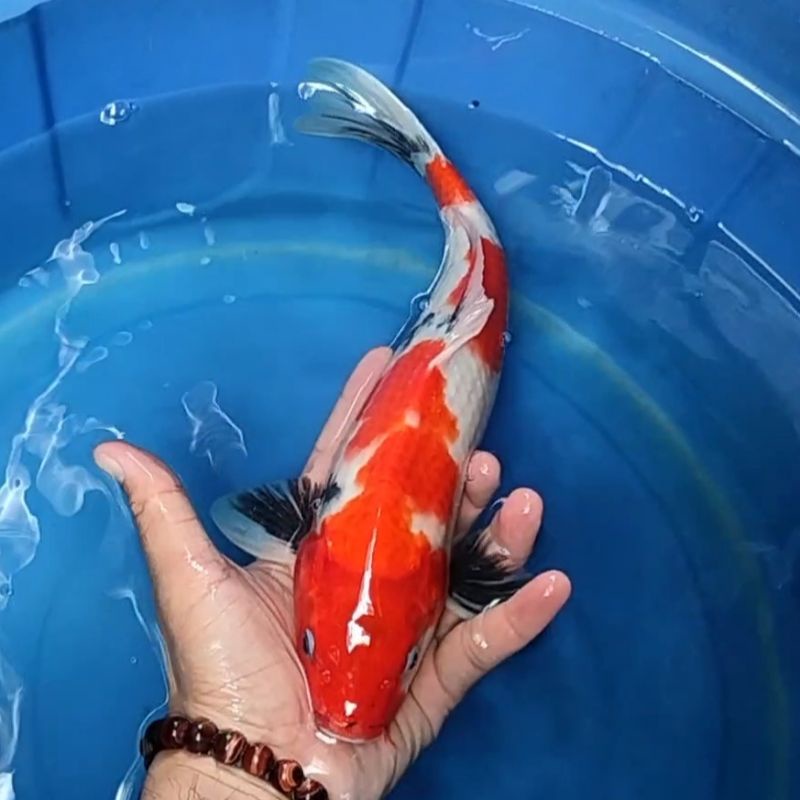 Ikan Koi F1 / Dari Indukan Import / Rumah Koi Jakarta / kode 0025