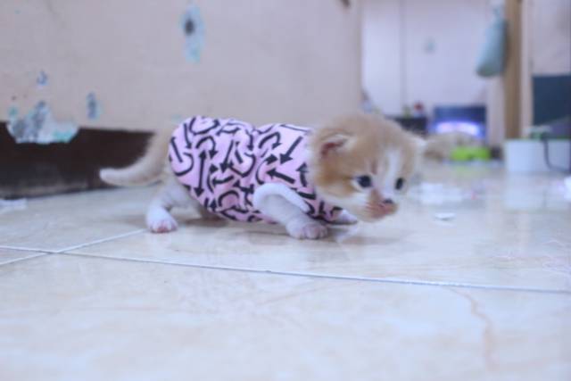 Kaos kucing oblong motif panah avatar pink lucu untuk kucing / baju kucing murah size S-XL