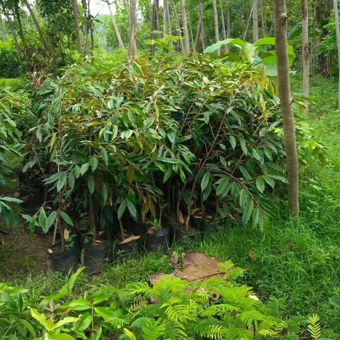 Biji Benih Paket 3 Bibit Tanaman Buah Durian Montong $_$