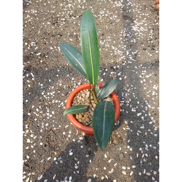 Philodendron callosum