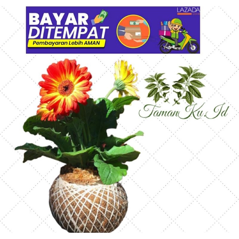 KOKEDAMA GERBERA HOLAND