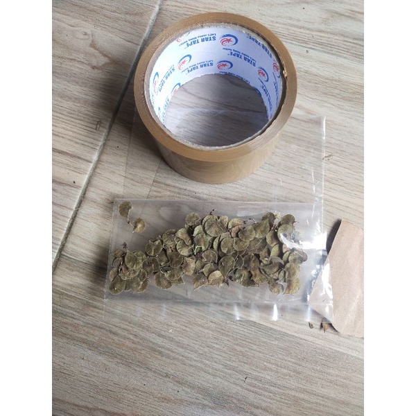 BIJI BRYA EBENUS ATAU SAENG SIMBUR BUNGA KUNING LANKA IMPOR