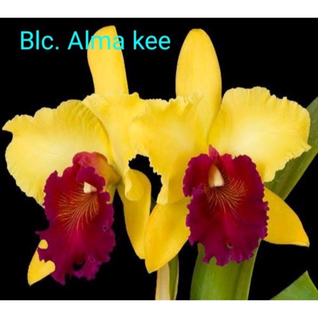 Anggrek Cattleya Seedling