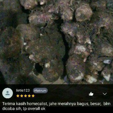 Jahe Merah Super Jahe Merah Segar Besar Sedang