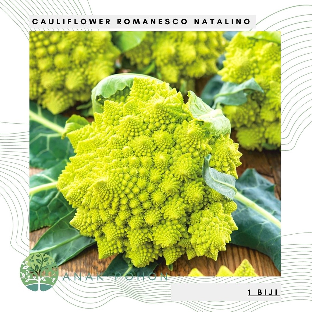 Benih Bibit Biji - Cauliflower Romanesco Natalino Kembang Bunga Kol Hijau Limau Brokoli Seeds - IMPORT