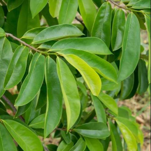 Ekstrak Daun Sirsak 100gr