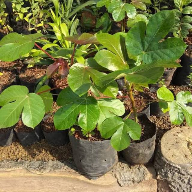 Bibit Tanaman Daun Jarak Merah/Pohon Daun jarak Merah