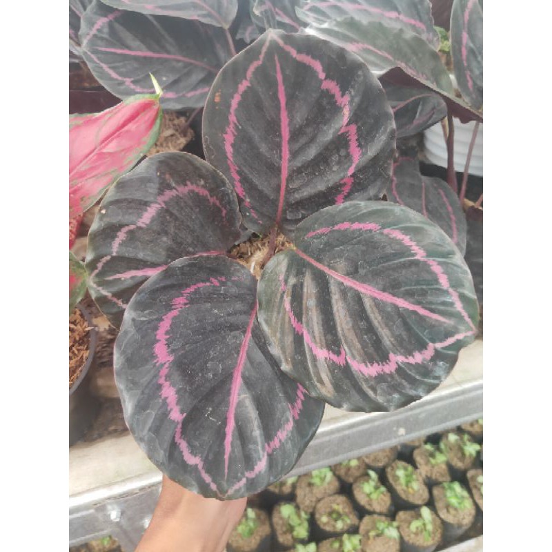 calathea black lipstick - hiasan taman - tanaman hias calathea - black lipstick - calathea