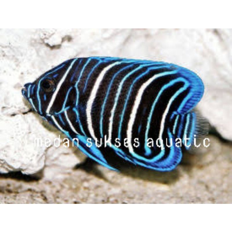 Blueston Napoleon / Blueface Angelfish Juvenile / Ikan Hias Air Laut
