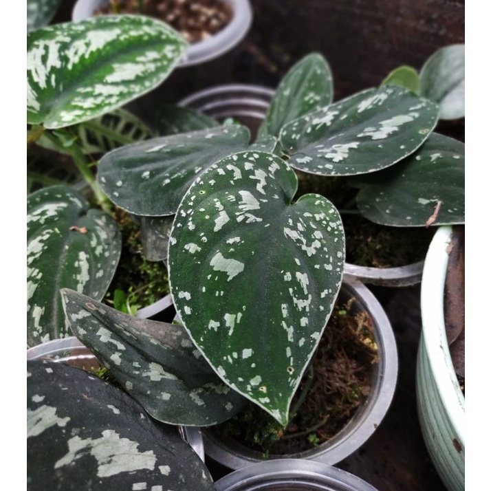 scindapsus dark argyraeus / tanaman hias