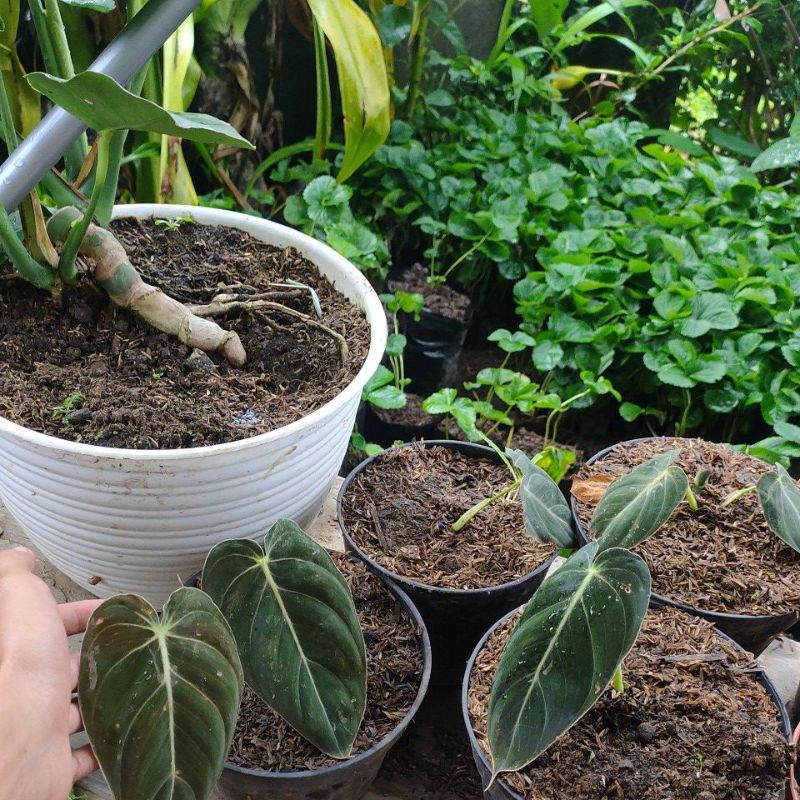 philodendron melanochrysum