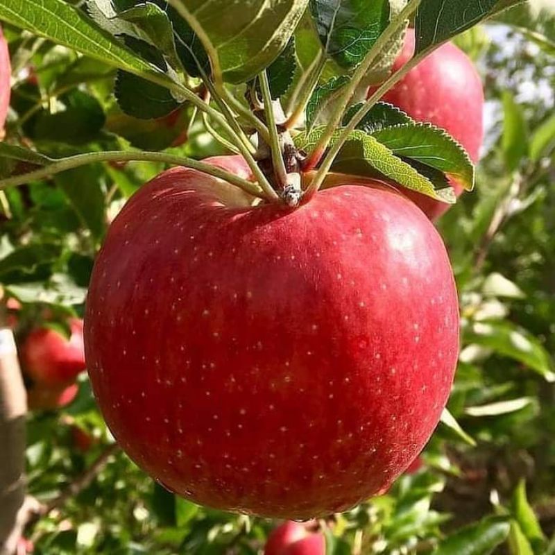 BIBIT APEL MERAH CANGKOK, CEPAT BERBUAH