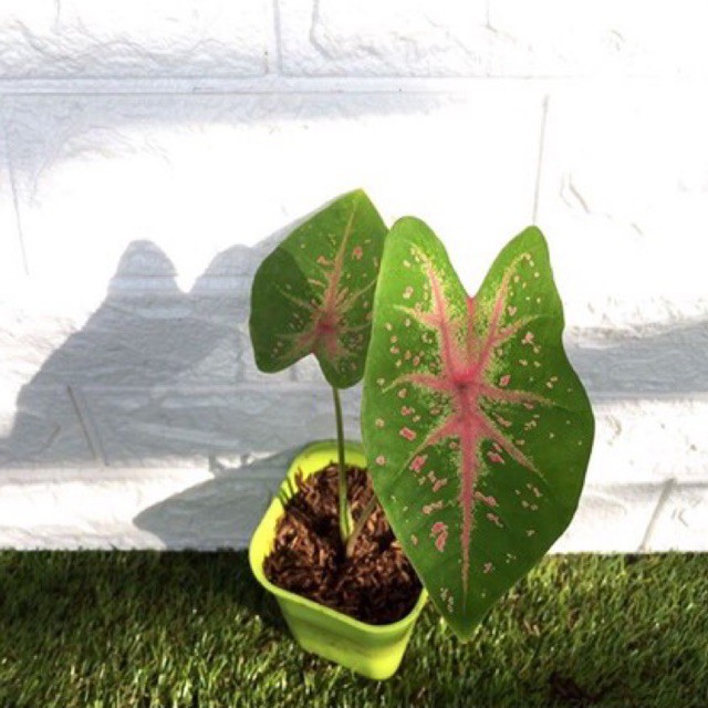 Tanaman hias caladium pink flash - keladi pink flash