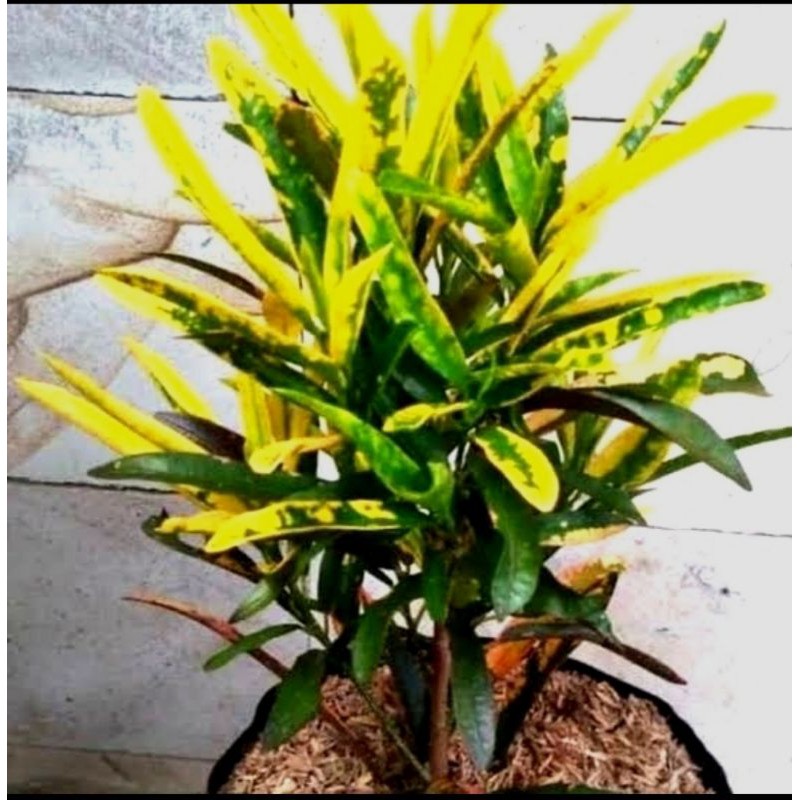 Tanaman hias puring teri - Puring Teri Kuning