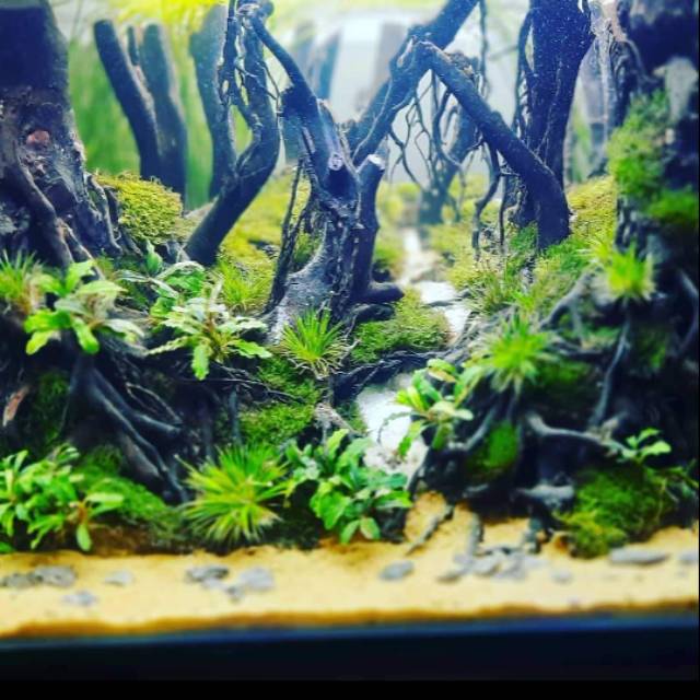 Aquascape Tema Jungle Shopee Indonesia