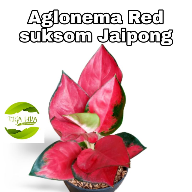 aglonema red suksom jaipong/tanaman hias/aglonema suksom di pot murah