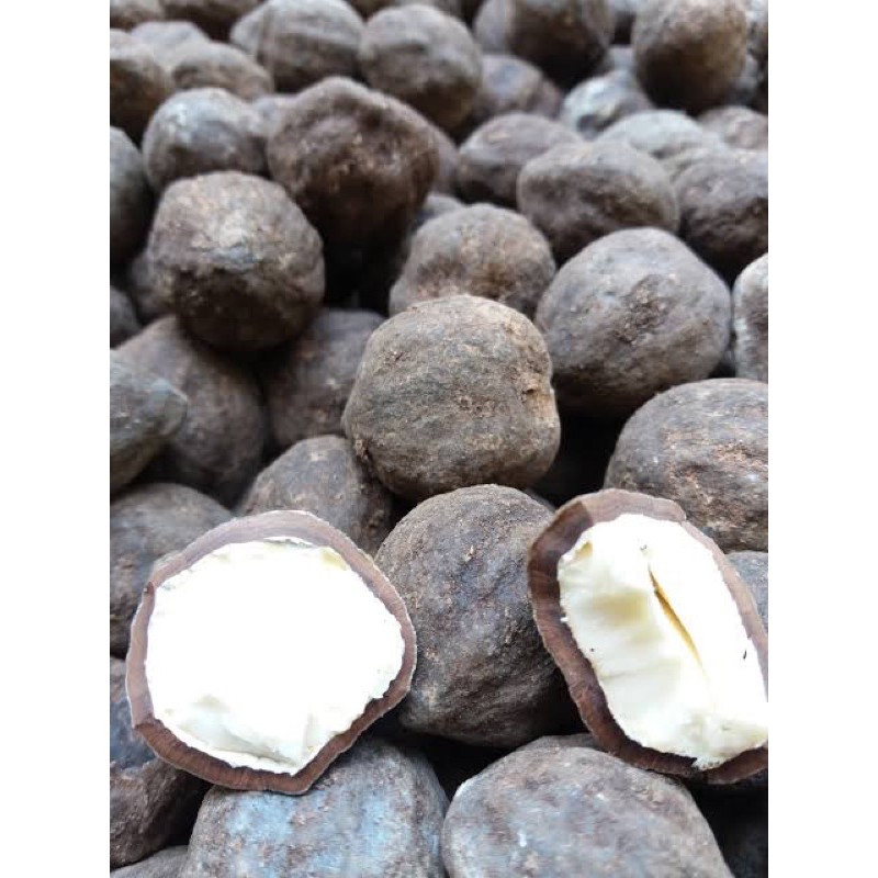 

Keminting Kulit 100g/Kemiri Kulit/Keminting Belum Kupas