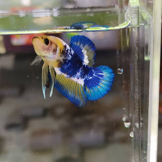 Cupang yellow fancy