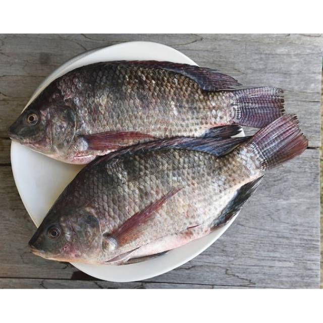 

IKAN MUJAER [1Kg]