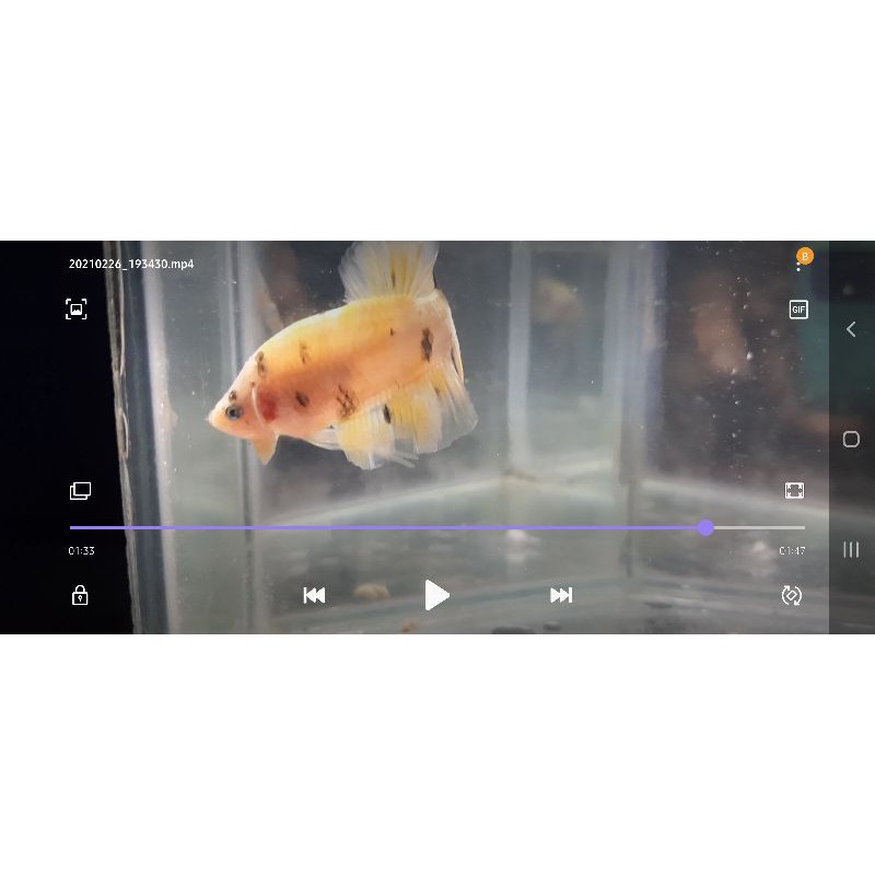 

ikan cupang yellow kuning ( plakat yellow)