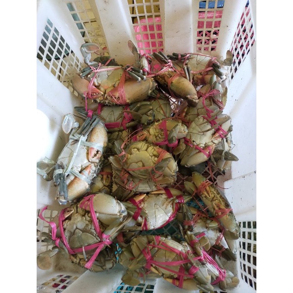 

Kepiting