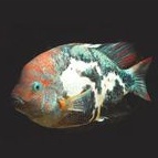 Ikan Cichlid Fenestratus Marbled Vieja size baby 3cm