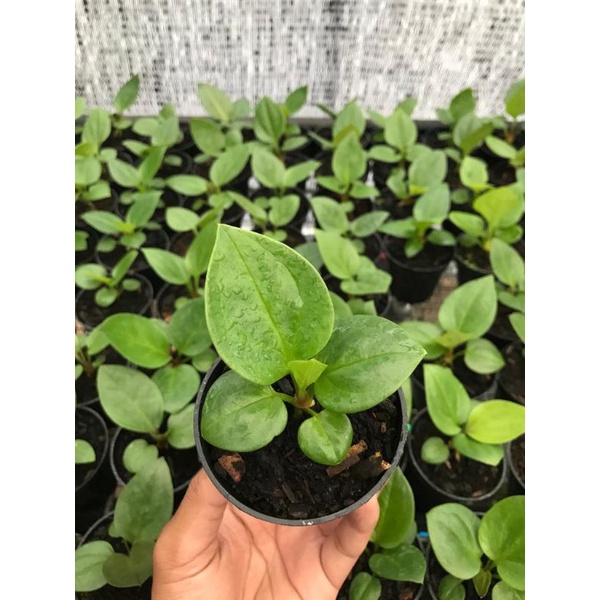 Jemani Mangkok Daun Bulat