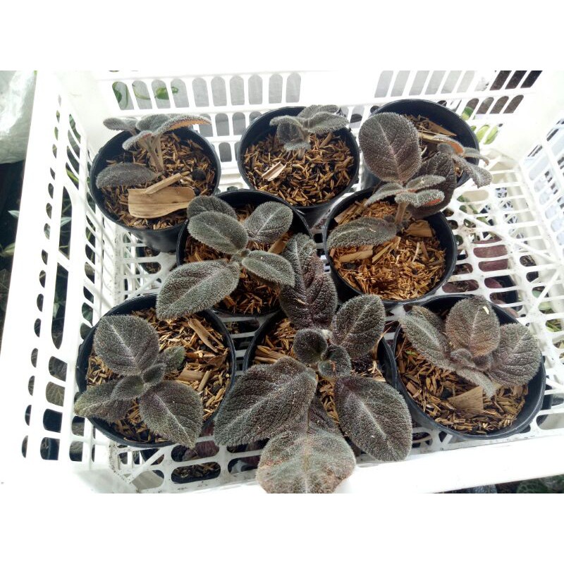 Tanaman Bunga Episcia Import Chocolate Velour Tanaman Bunga Episcia Chocolate Velour