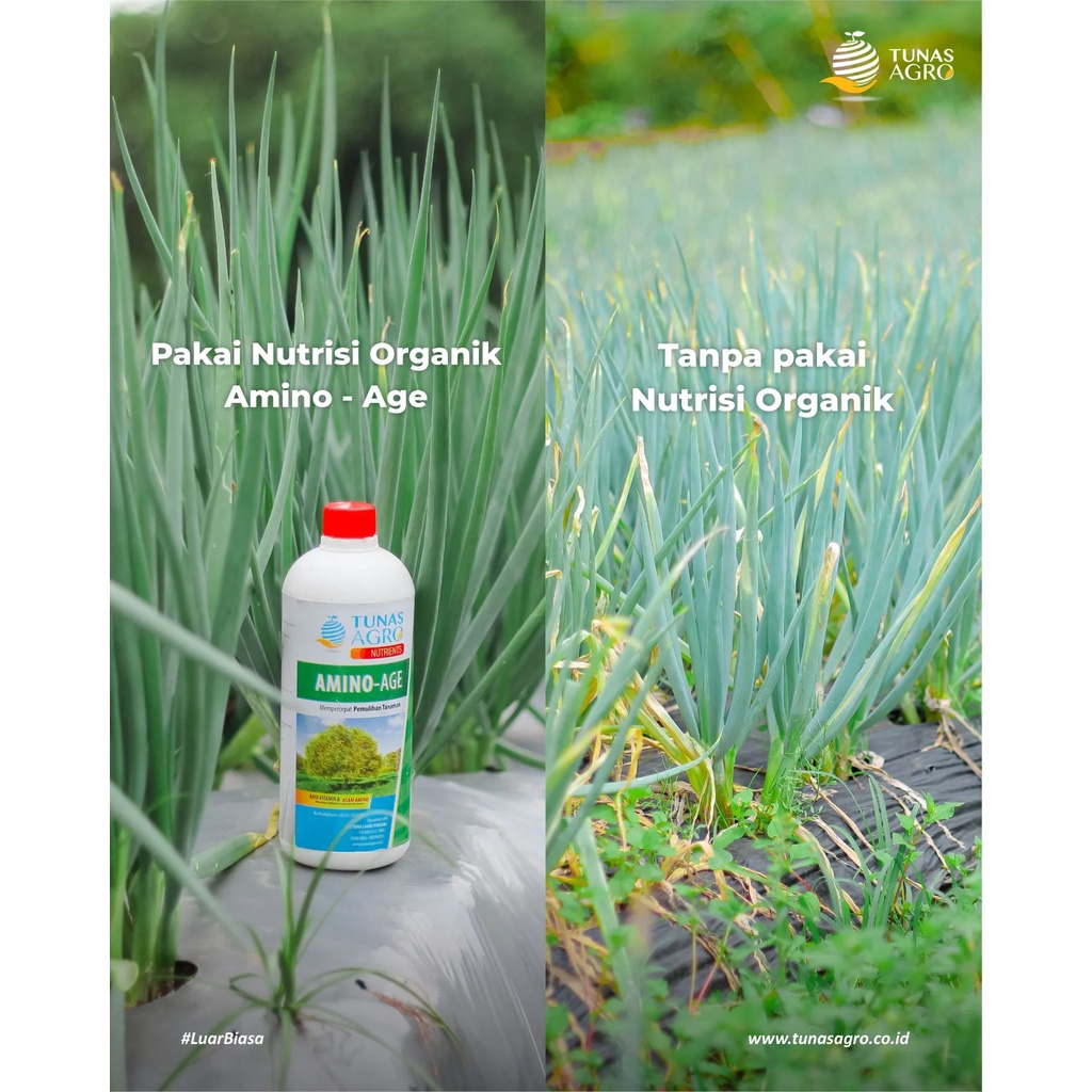 Pupuk Organik Cair Nutrisi AMINO-AGE - Mempercepat Pemulihan Tanaman - Kaya Asam Amino Murni &amp; Vitamin - TUNAS AGRO NUTRIENTS - 1 LITER / 1000 ML