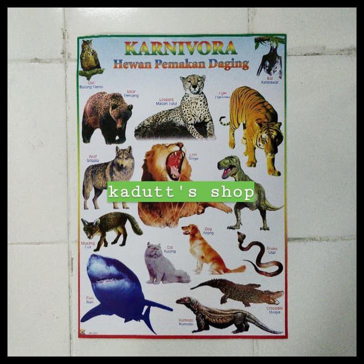 Poster Edukasi Binatang Karnivora Hewan Pemakan Daging Mainan