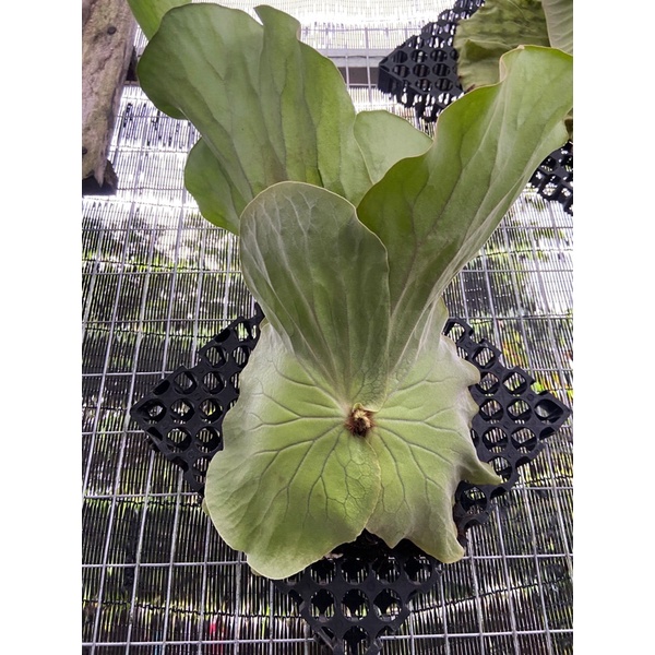 Platycerium Angolense