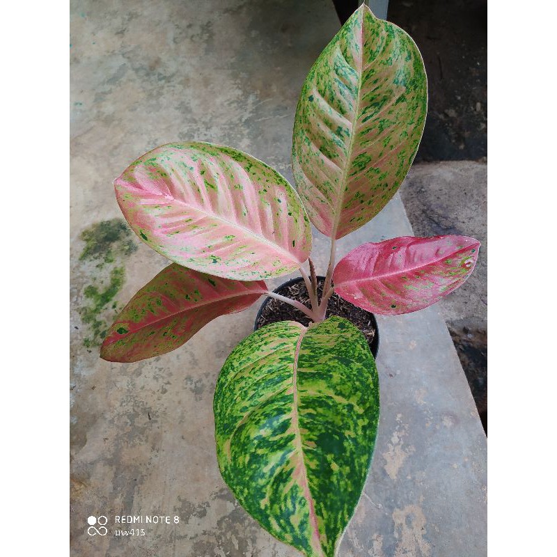 Aglonema Bigroy Mutasi