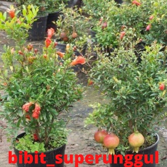 Bibit Buah Delima Putih Hasil Cangkok Sudah Berbuah/Berbunga