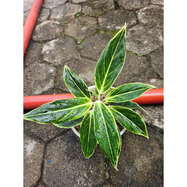 aglonema white lipstik