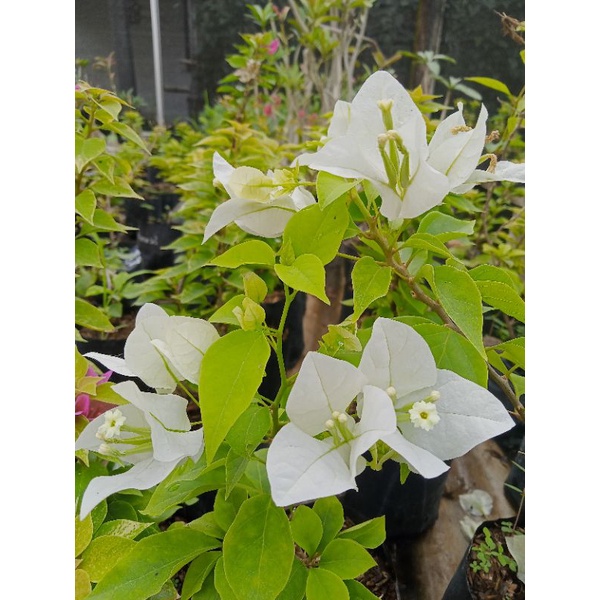 Tanaman Hias Bougenville Ekor Musang Putih