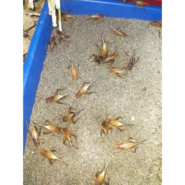 telur jangkrik madu kuning super 100gram