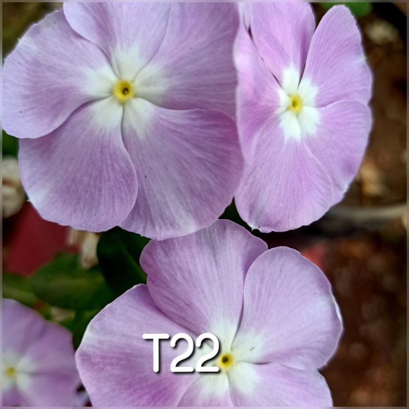 benih vinca tegak T22.vinca.bunga vinca tegak.benih vinca.vinca tegak.bunga vinca.biji bunga vinca.b