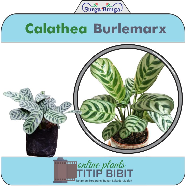 calathea burlemarx-kalatea sepat-tanaman hias daun